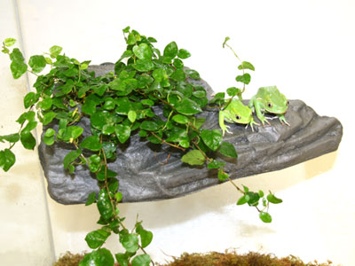 22" Hanging Berry and Succulent Magnaturals  Pet-Tekk magnetic reptile plant 